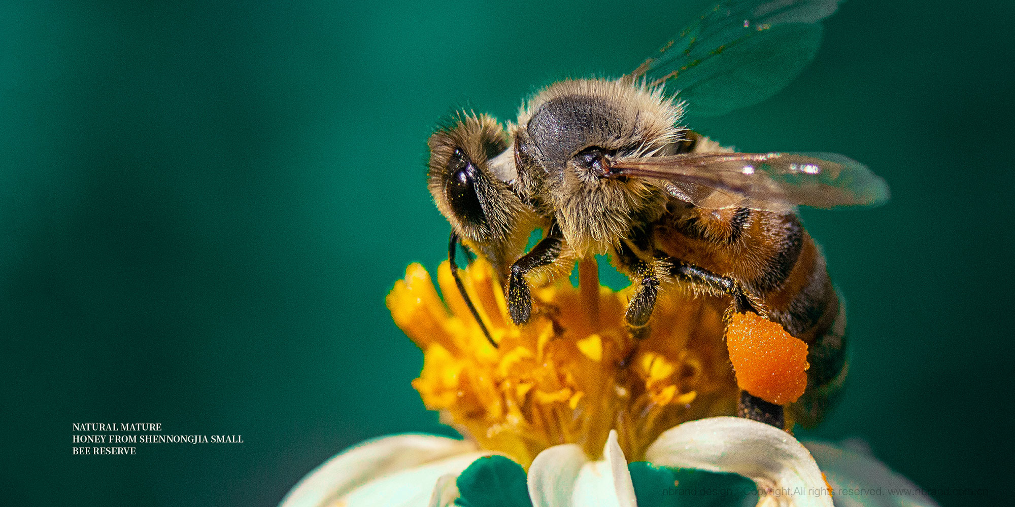 �샞(y��u)������������ʳƷ���b�O(sh��)Ӌ,�Y���O(sh��)Ӌ,�߶�Ʒ���O(sh��)Ӌ